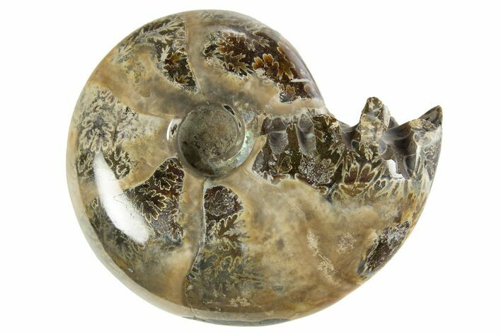 Polished Ammonite (Eotetragonites?) Fossil - Madagascar #327773